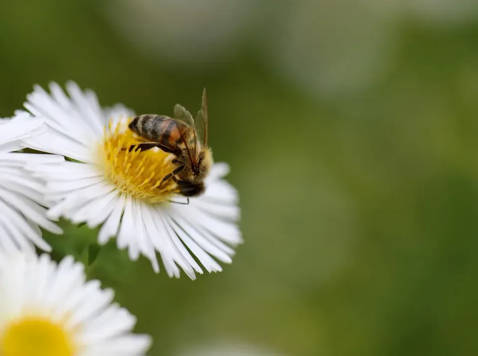 Honey Bee — Pest Control Honey Bee — Pest Control