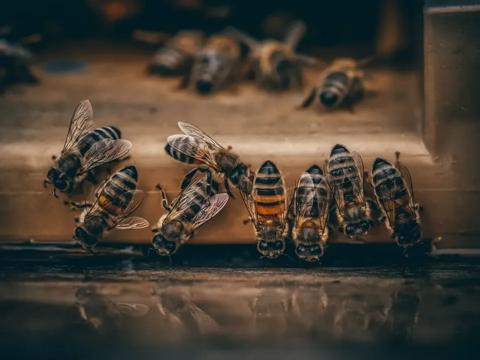 Honey Bees — Pest Control