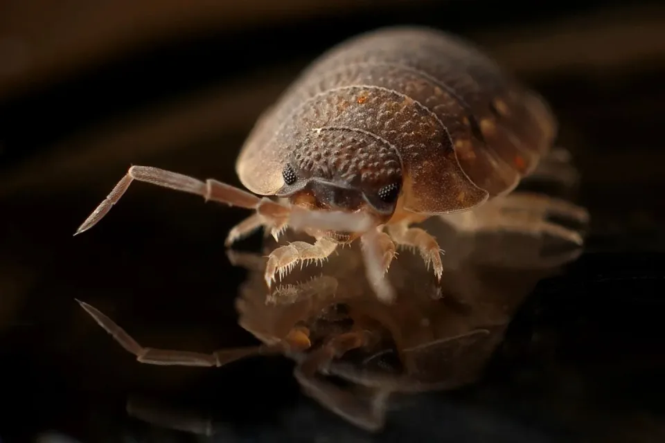 Isopod — Pest Control Isopod — Pest Control
